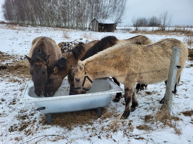 Konik polski Klacz 2 lat 140 cm Siwa in Zgorzelec