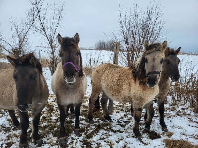 Konik polski Klacz 2 lat 140 cm Siwa in Zgorzelec
