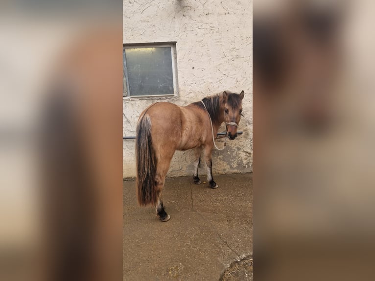 Konik polski Mix Klacz 3 lat 130 cm Bułana in Schlangenbad