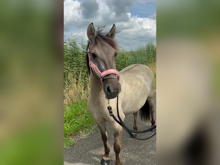 Konik polski Klacz 3 lat 133 cm Grullo in Dordrecht