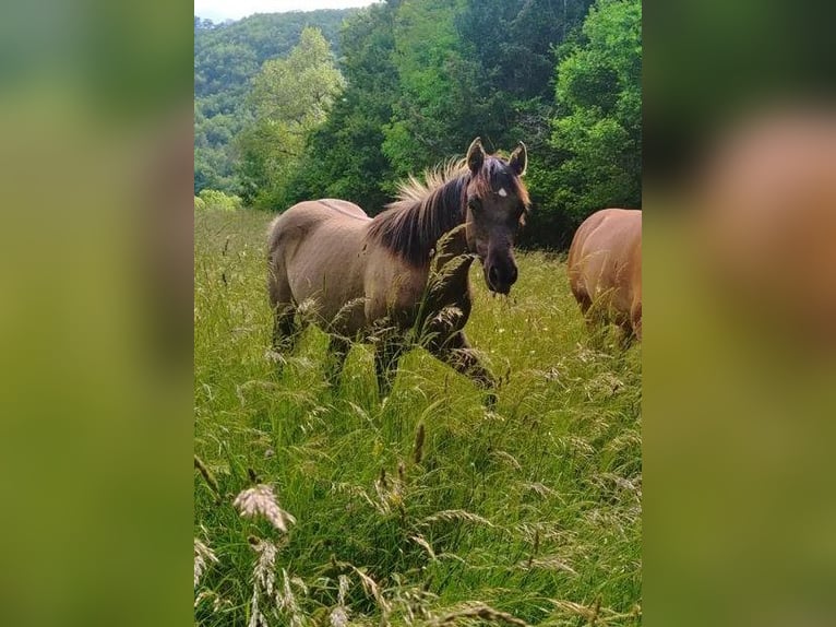 Konik polski Mix Klacz 3 lat 140 cm Grullo in Montjardin
