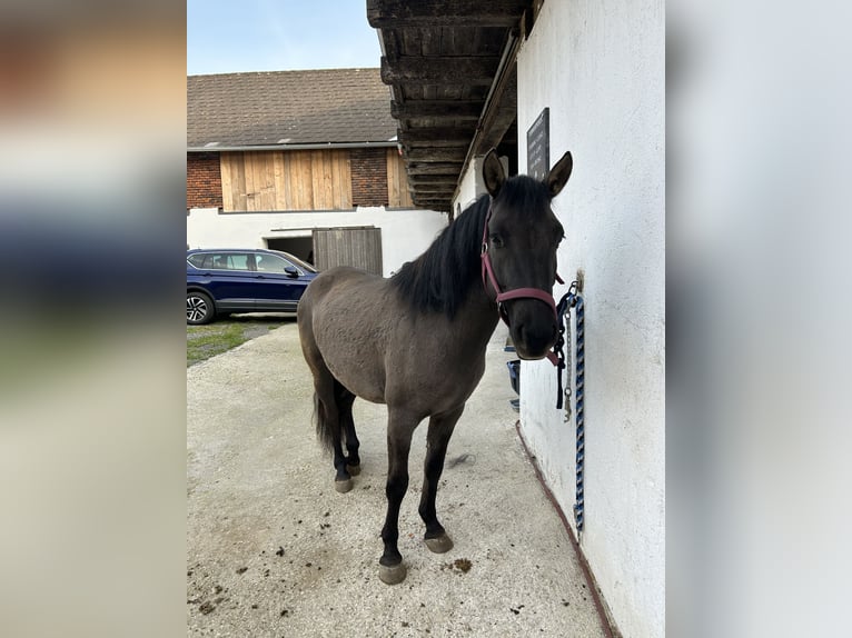 Konik polski Klacz 4 lat 135 cm  in Münzbach