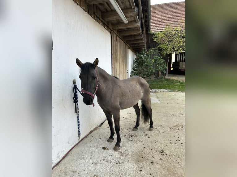 Konik polski Klacz 4 lat 135 cm  in Münzbach