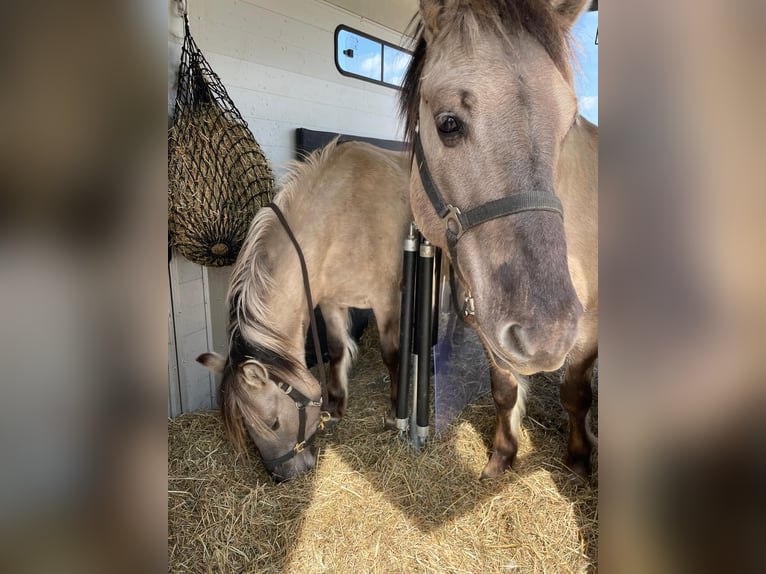 Konik polski Klacz 5 lat 133 cm Bułana in Salzburg