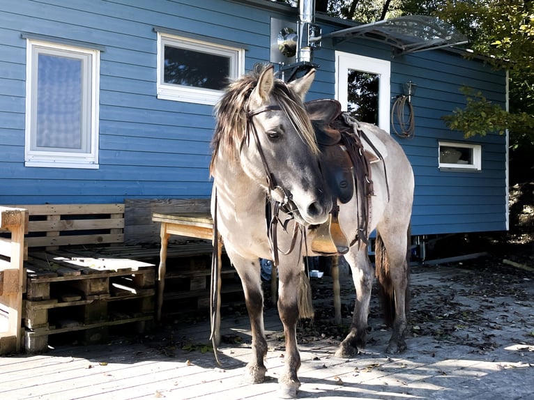 Konik polski Klacz 5 lat 133 cm Bułana in Salzburg
