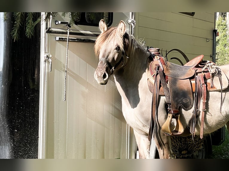 Konik polski Klacz 5 lat 133 cm Bułana in Salzburg