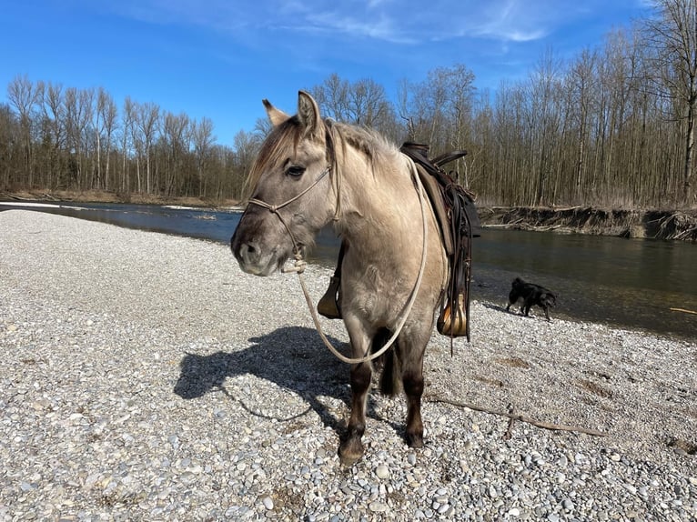 Konik polski Klacz 5 lat 133 cm Bułana in Salzburg