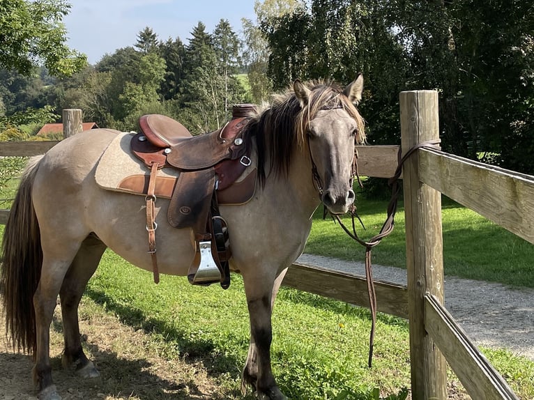 Konik polski Klacz 5 lat 133 cm Bułana in Salzburg