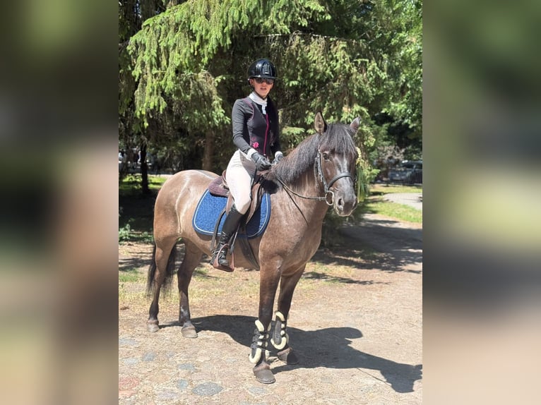 Konik polski Klacz 5 lat 138 cm Bułana in Görzke