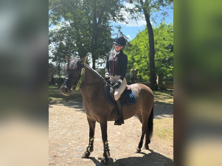 Konik polski Klacz 5 lat 138 cm Bułana in Görzke