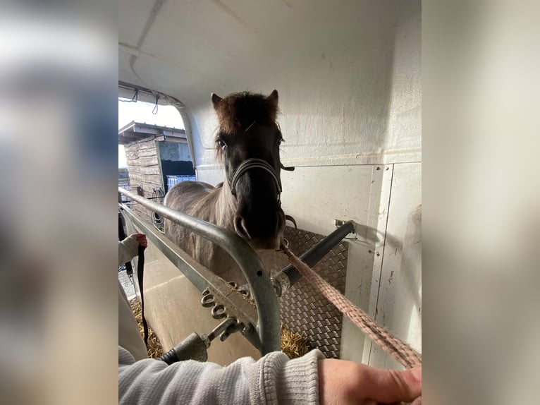 Konik polski Klacz 5 lat 140 cm Bułana in Lutherstadt Eisleben