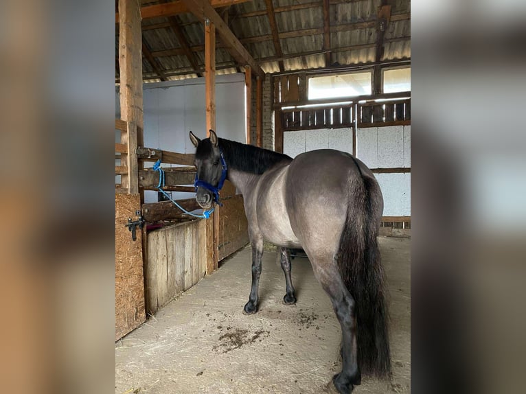 Konik polski Klacz 5 lat 140 cm in Opoczno