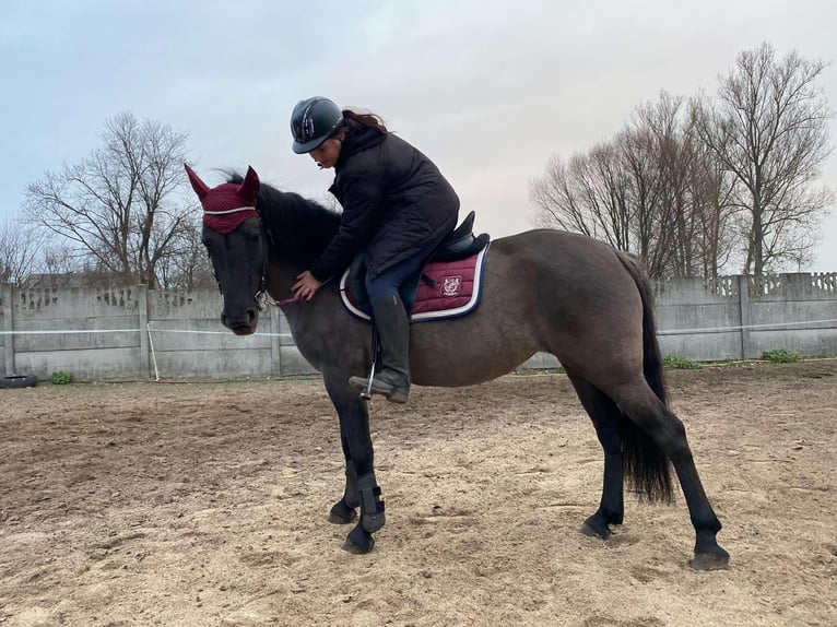 Konik polski Klacz 5 lat 140 cm in Opoczno