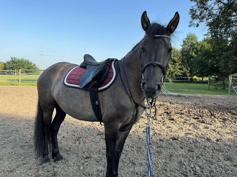 Konik polski Klacz 5 lat 140 cm in Opoczno