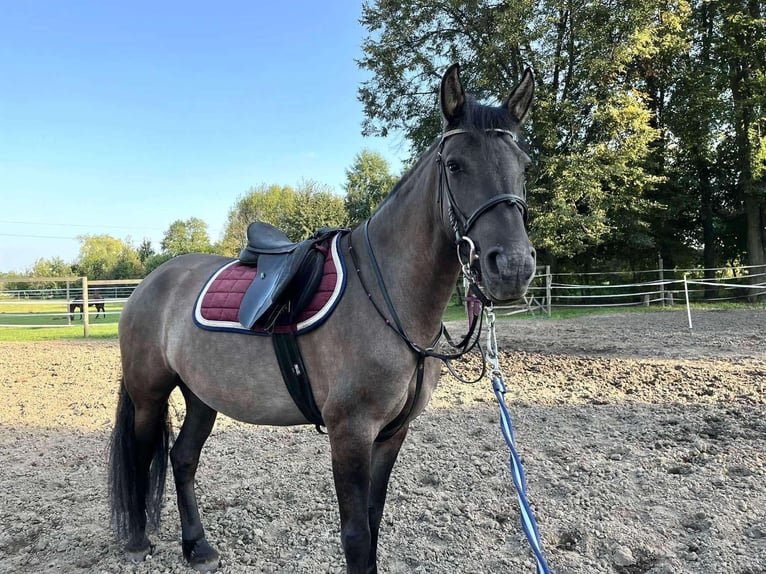 Konik polski Klacz 5 lat 140 cm in Opoczno