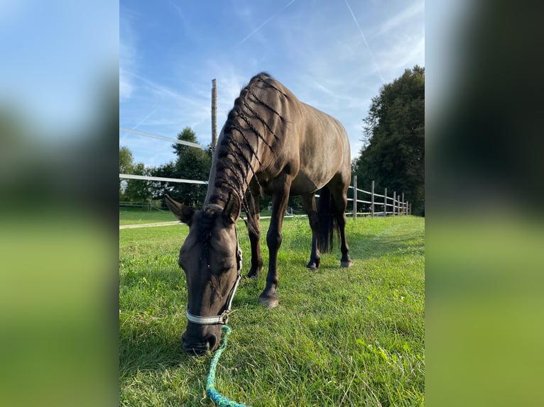 Konik polski Klacz 5 lat 140 cm in Opoczno