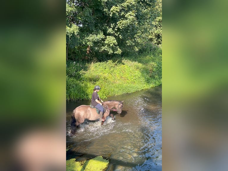 Konik polski Klacz 5 lat 140 cm in Opoczno