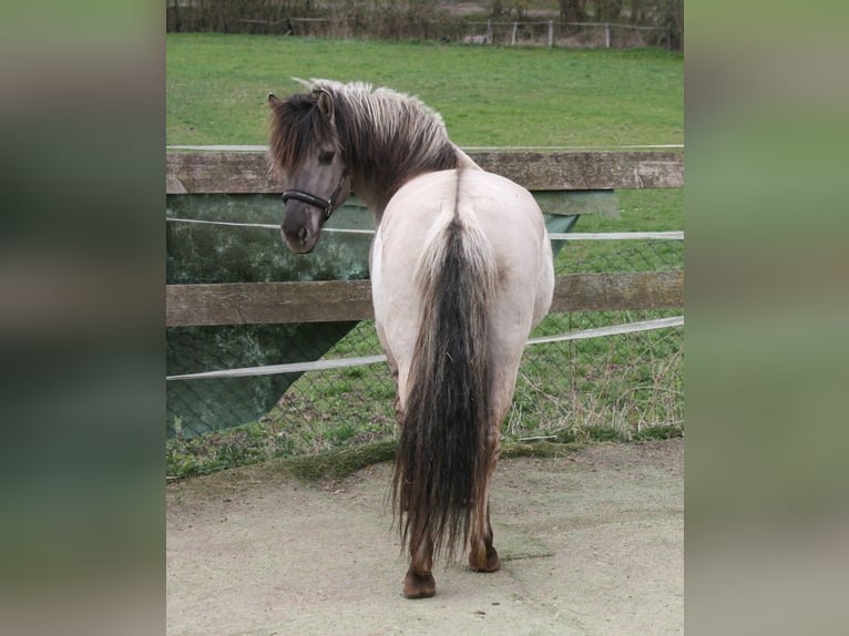 Konik polski Mix Klacz 5 lat 148 cm Grullo in Calden