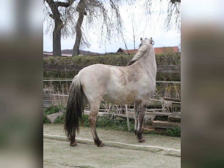 Konik polski Mix Klacz 5 lat 148 cm Grullo in Calden