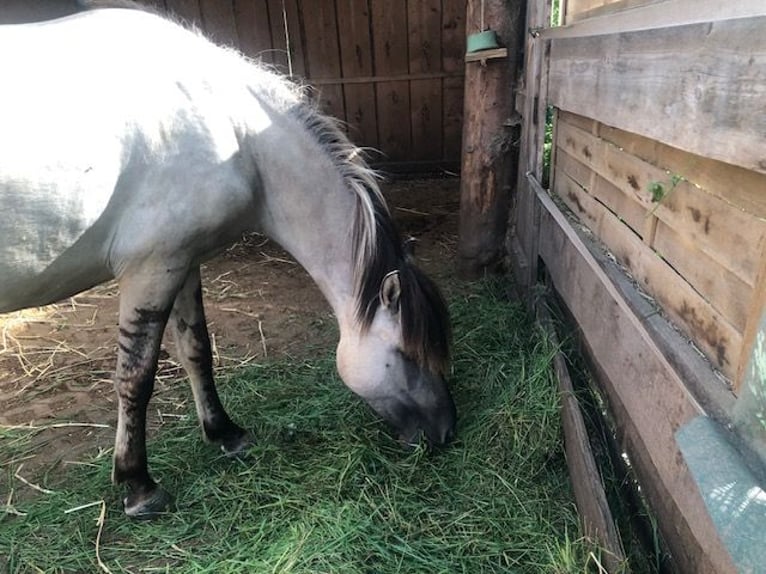Konik polski Mix Klacz 5 lat 148 cm Grullo in Calden