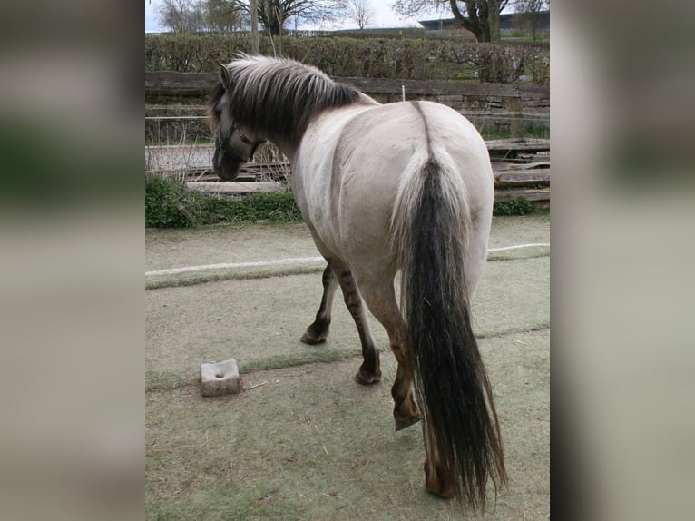 Konik polski Mix Klacz 5 lat 148 cm Grullo in Calden