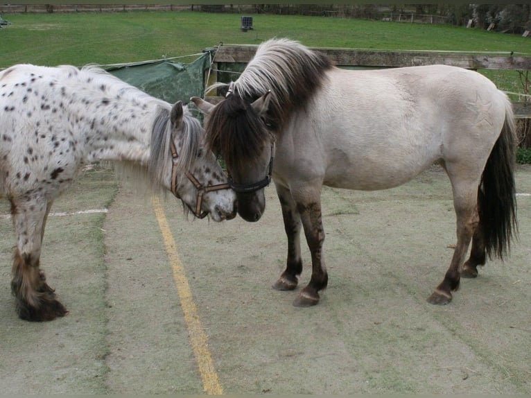 Konik polski Mix Klacz 5 lat 148 cm Grullo in Calden