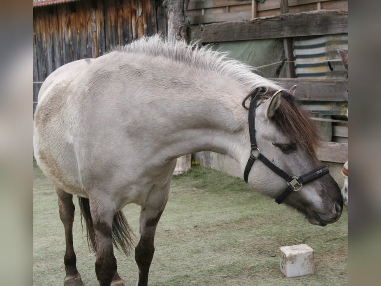 Konik polski Mix Klacz 5 lat 148 cm Grullo in Calden