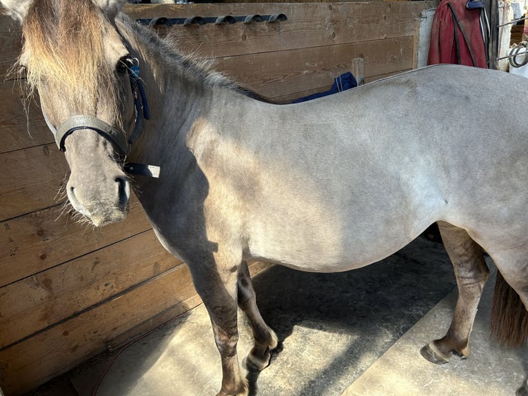 Konik polski Klacz 6 lat 130 cm Bułana in Neckargerach