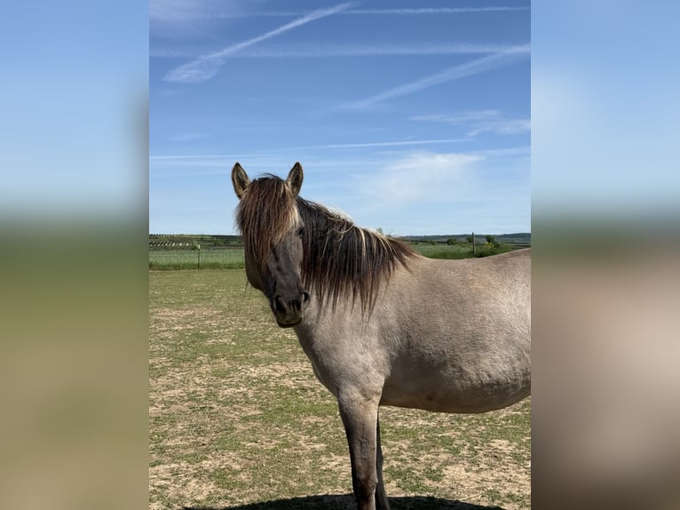 Konik polski Klacz 6 lat 140 cm Grullo in Langenlois