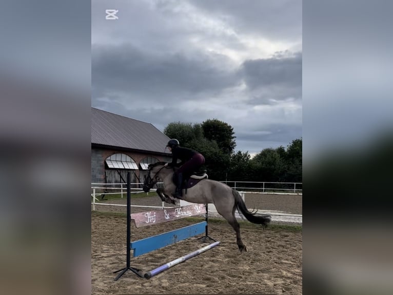 Konik polski Klacz 6 lat 141 cm Bułana in Iwanowice