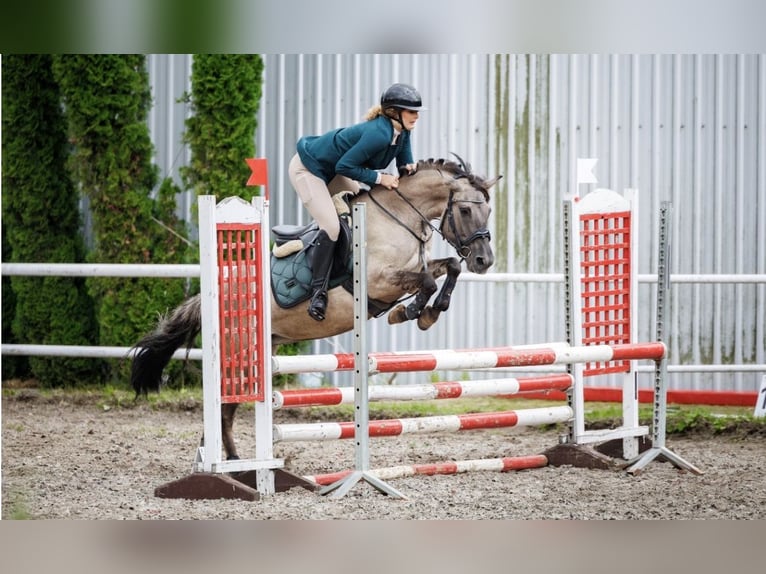 Konik polski Klacz 6 lat 141 cm Bułana in Iwanowice