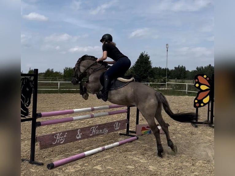 Konik polski Klacz 6 lat 141 cm Bułana in Iwanowice
