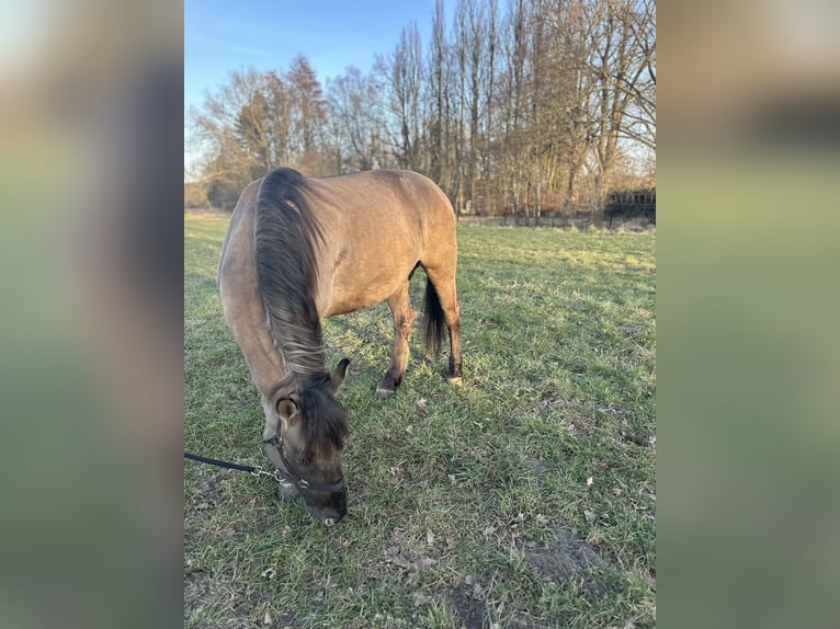 Konik polski Mix Klacz 6 lat 142 cm Jelenia in Schwanebeck