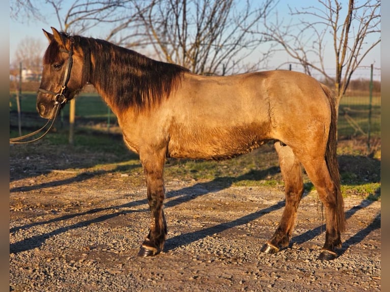 Konik polski Mix Klacz 6 lat 142 cm Jelenia in Schwanebeck