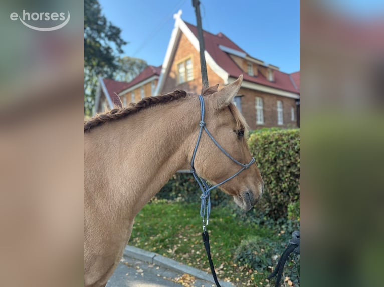 Konik polski Klacz 6 lat 145 cm Bułana in Eggermühlen