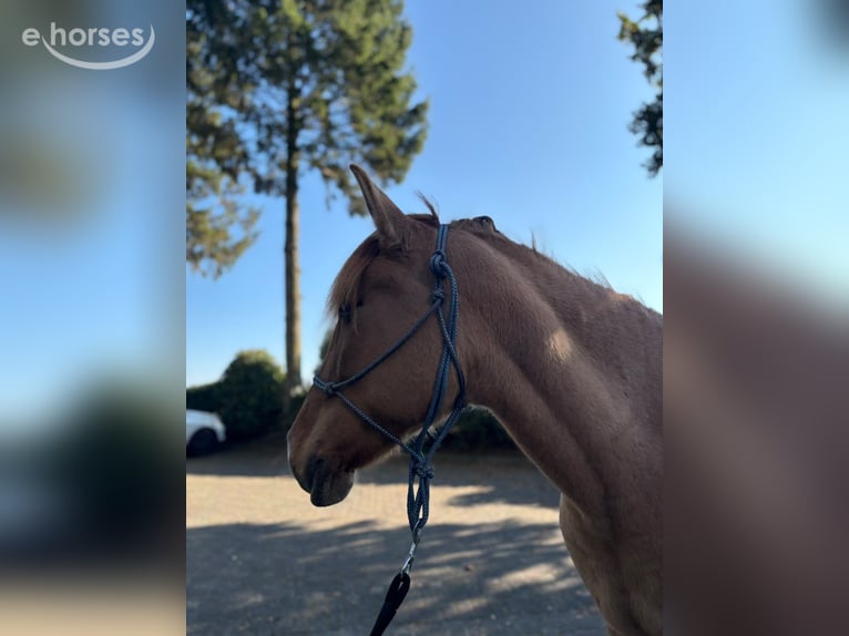 Konik polski Klacz 6 lat 145 cm Bułana in Eggermühlen
