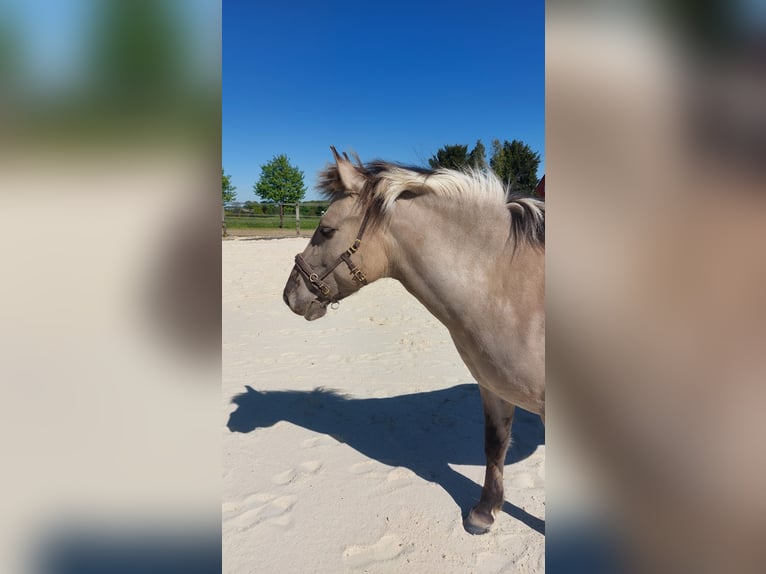 Konik polski Klacz 7 lat 138 cm Bułana in Wermelskirchen