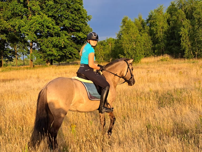 Konik polski Klacz 7 lat 145 cm Bułana in Forst