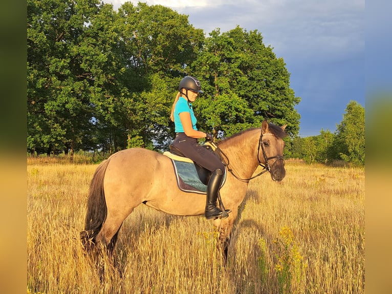 Konik polski Klacz 7 lat 145 cm Bułana in Forst