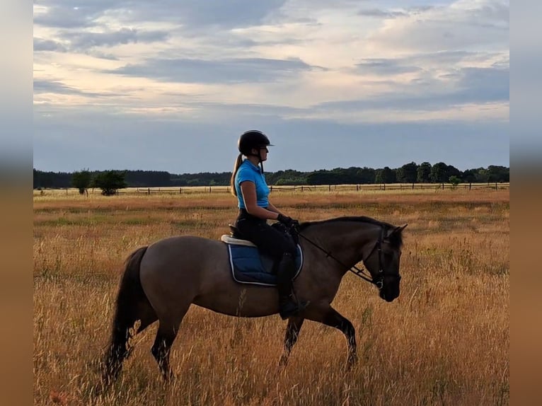 Konik polski Klacz 7 lat 145 cm Bułana in Forst