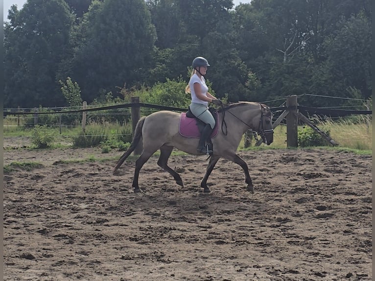 Konik polski Klacz 8 lat 140 cm Bułana in M&#xFC;lheim an der Ruhr