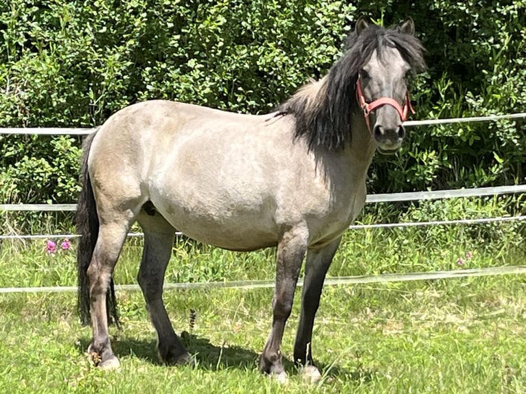 Konik polski Klacz 8 lat 140 cm Grullo in Ursensollen