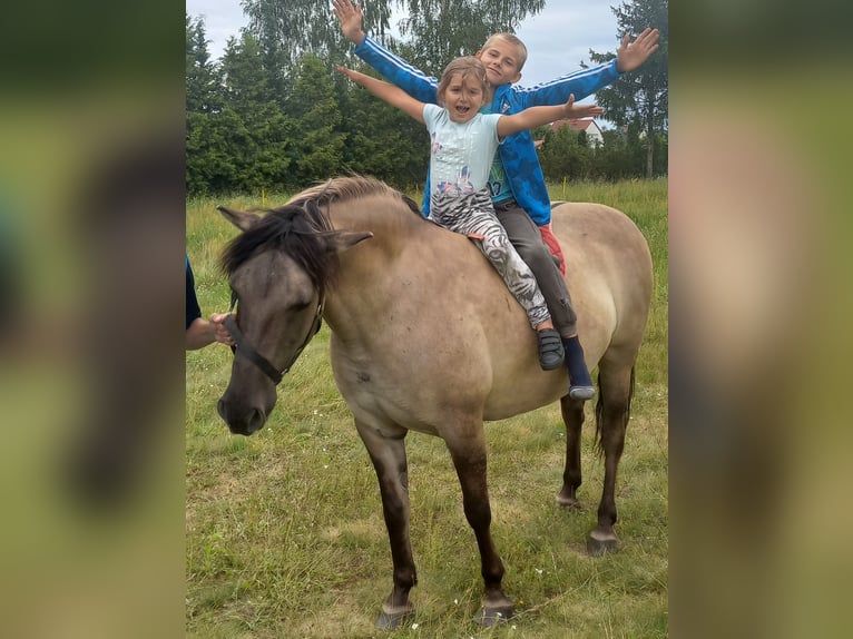 Konik polski Klacz 9 lat 140 cm in Gietrzwałd