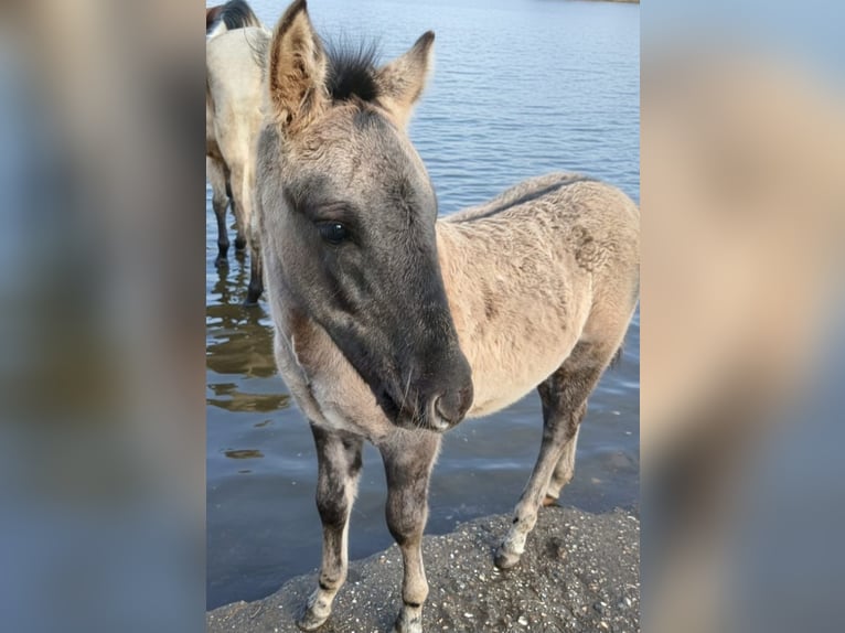 Konik polski Mix Ogier 1 Rok 125 cm Bułana in Issum