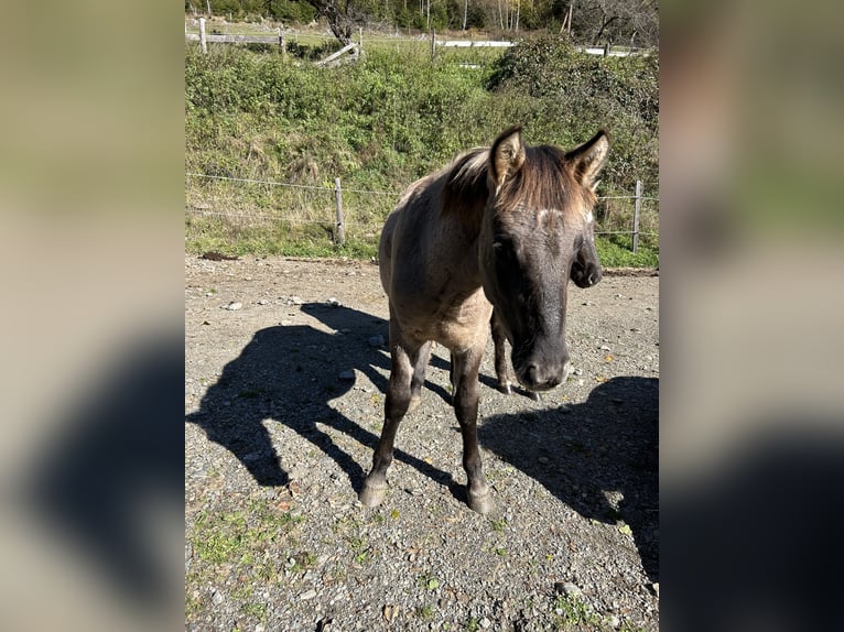 Konik polski Mix Ogier 1 Rok 140 cm Bułana in Glödnitz