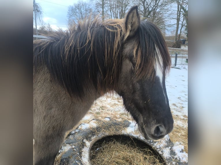 Konik polski Mix Ogier 2 lat 145 cm Grullo in Calden