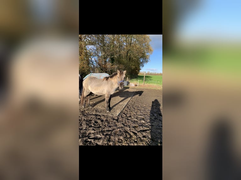 Konik polski Ogier 3 lat 128 cm Grullo in Assen