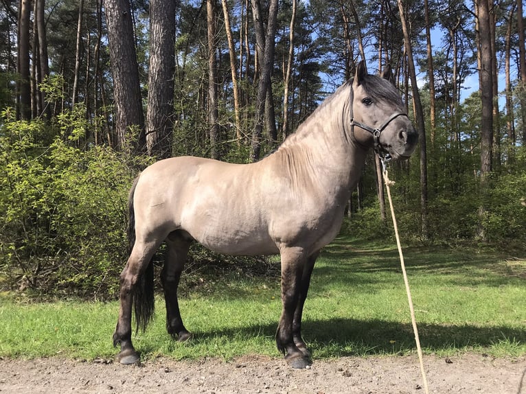 Konik polski Wałach 11 lat 142 cm Grullo in Karby