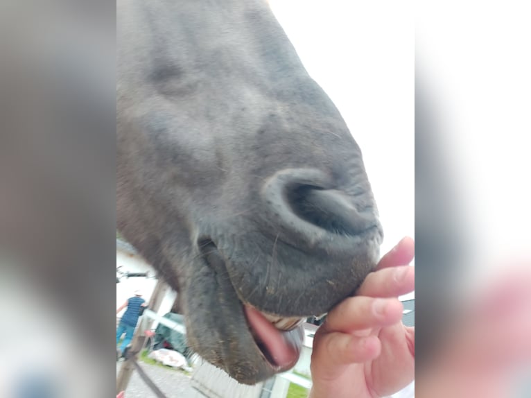 Konik polski Wałach 12 lat 130 cm Bułana in Bernhardswald