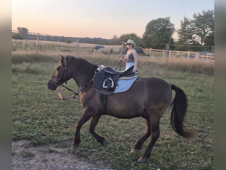 Konik polski Mix Wałach 13 lat 110 cm Bułana in Eppertshausen
